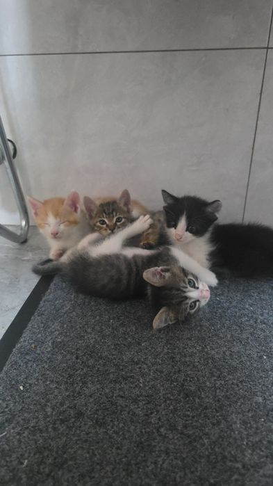Отдам котят даром