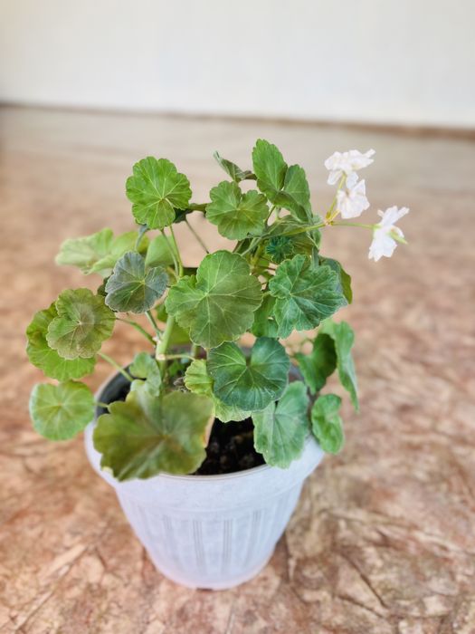 цветы комнатные