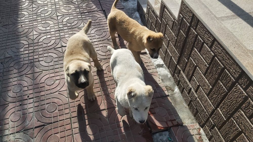 Алабай күшіктері, щенки