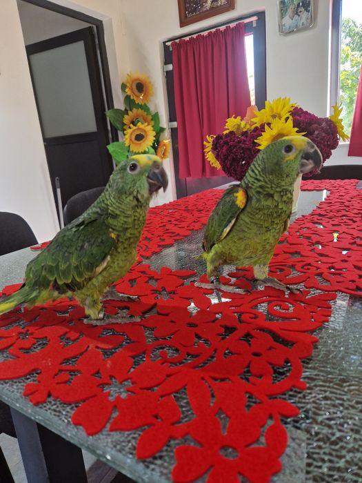 Papagali amazon fruntea albarsta , aestiva