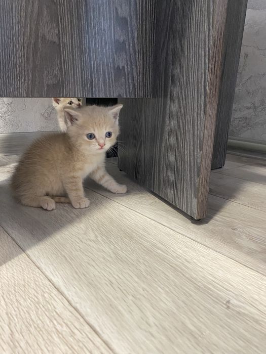 Отдам котят девочка и мальчик