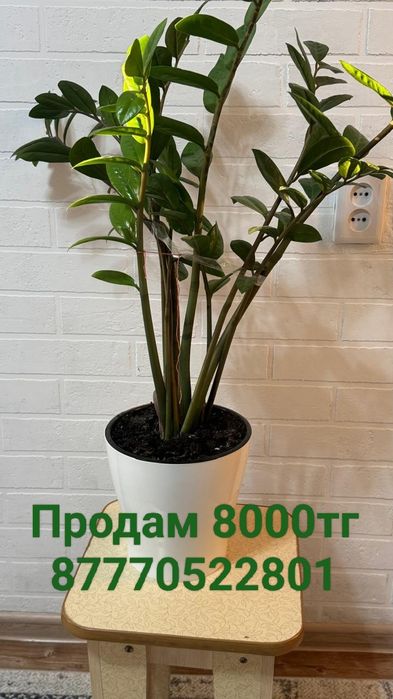 Цветы большие, комнатные