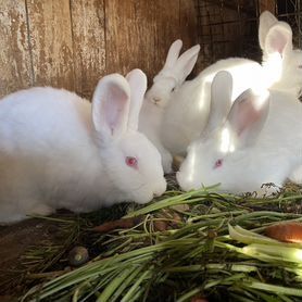 Продам  крольчат
