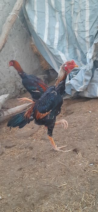 dakan  jo'jalar sotiladi