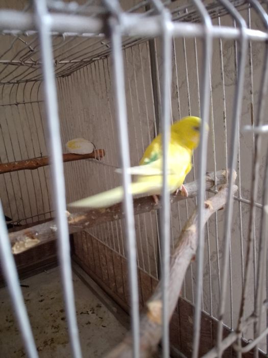 Продам папугаев Дешова