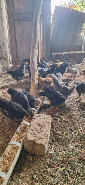 Продам кур.Домашнии несушки.