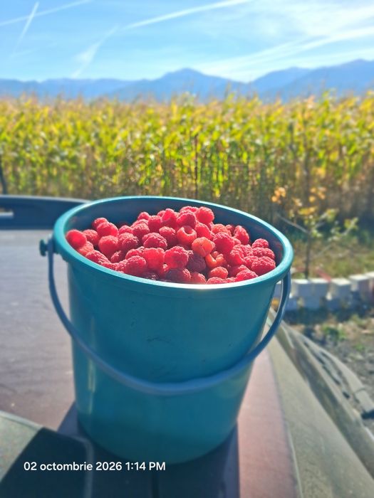 Zmeură Bio Pojorta