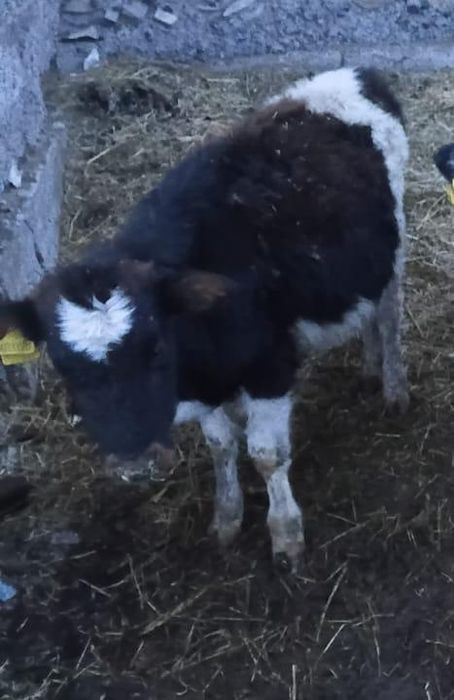 Телята торпак 7-8 месяцев