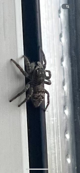 Паук скакун маленький.