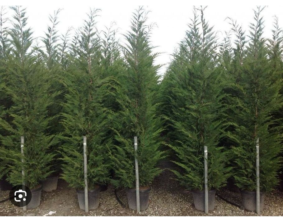 Leylandii calitate extra avem toate dimensiunile