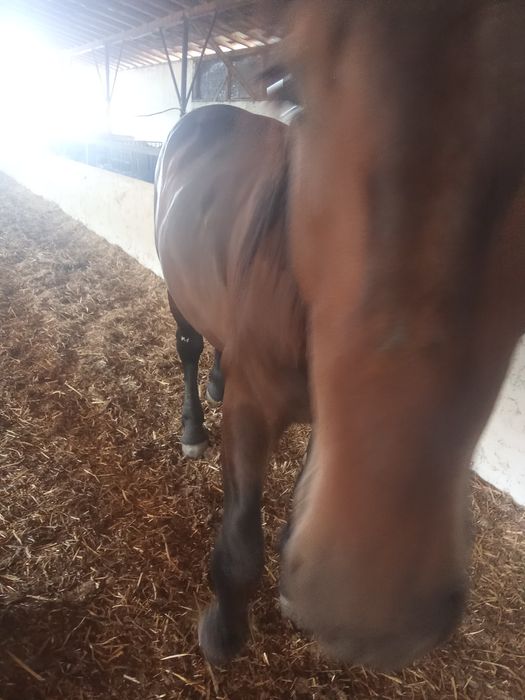 Cal de vânzare preț negociabil