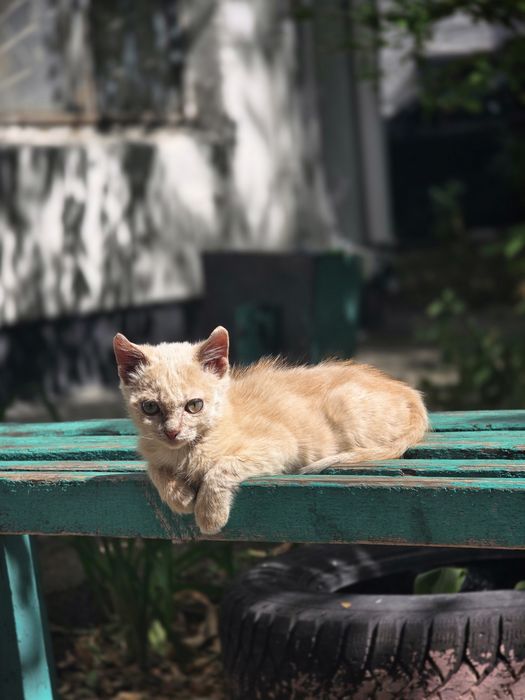 Пристраивается котенок девочка.