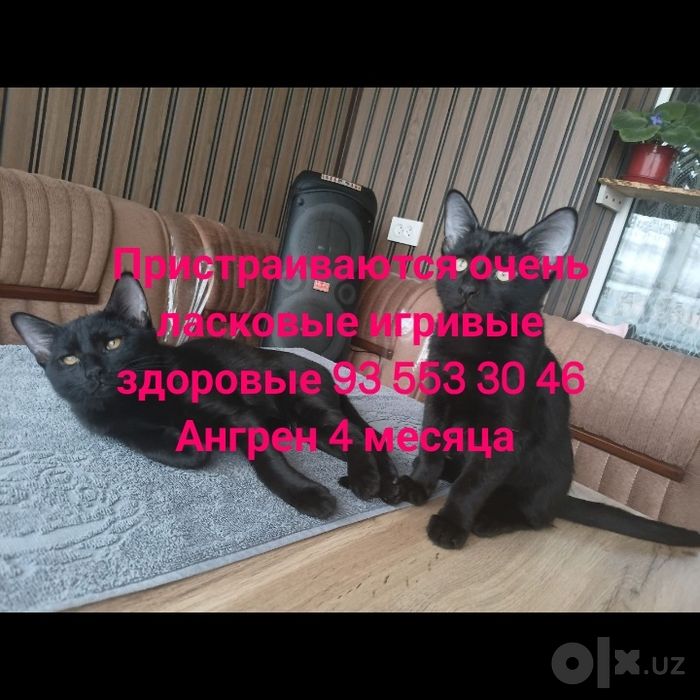 Пристраиваются Ангрен