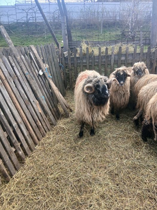 Vând oi tinere țurcane bucalai bune de lapte. Pentru mai multe detalii sunați la numărul de telefon  0762942262