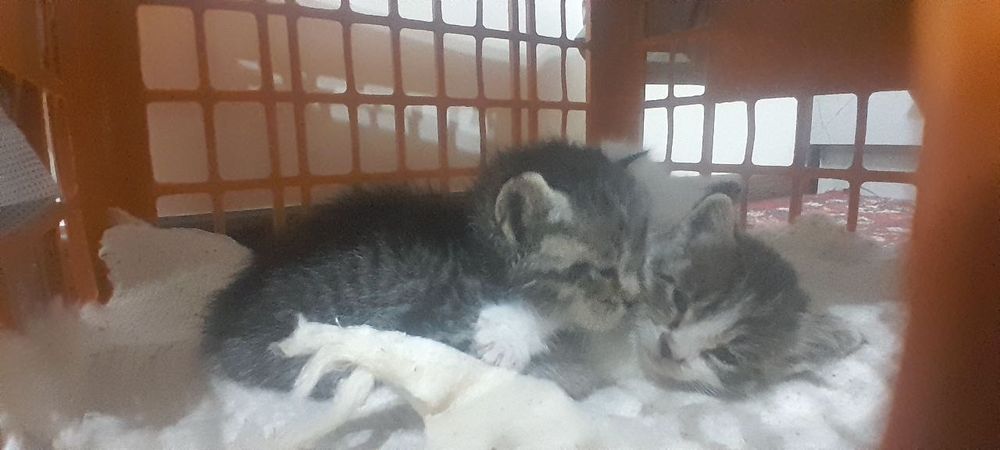 котята ищат добрые руки