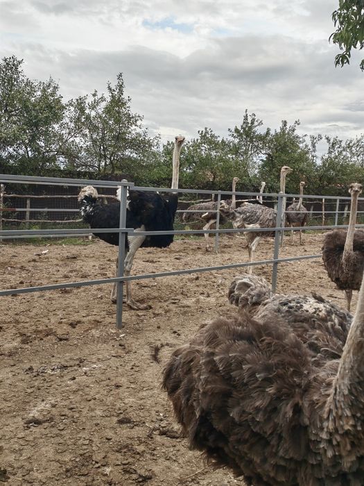 Familii struti african /Adulti