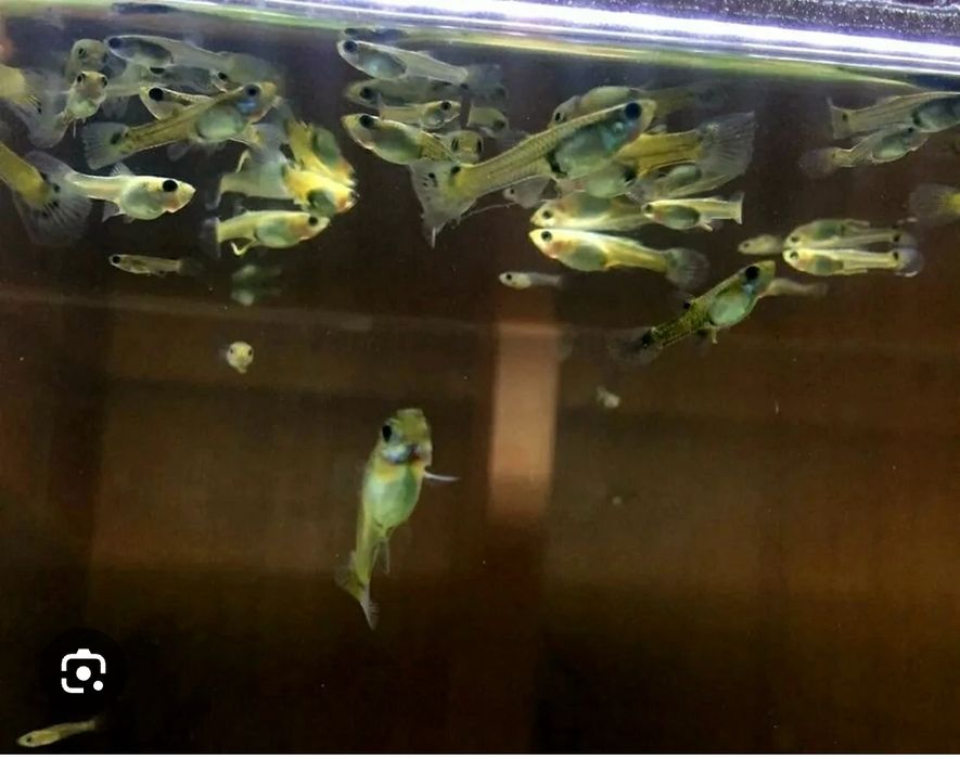 Малыши оранжевого гуппи