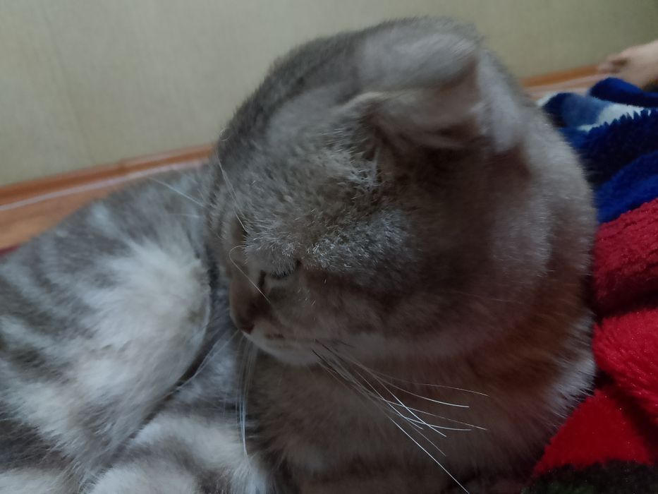 Кошка шатланский