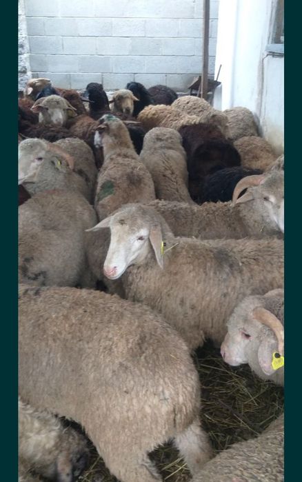 Кой Бараны токтушки продаётся 35000тысч г Алматы Халал Фархат