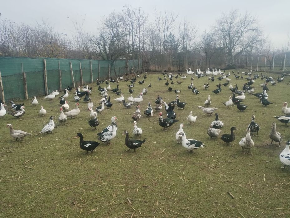 Vand Rate și gâște