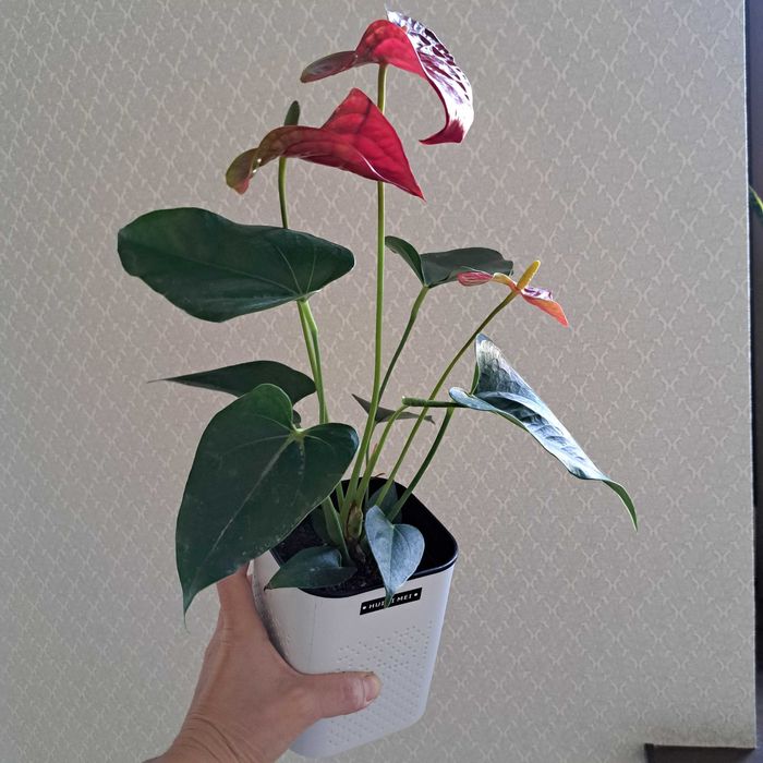 Антуриум мужская счастье