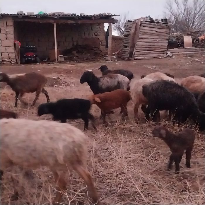 Малл Сатылады...