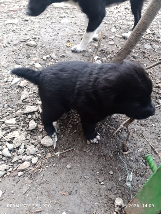 В добрые руки бесплатно щенков