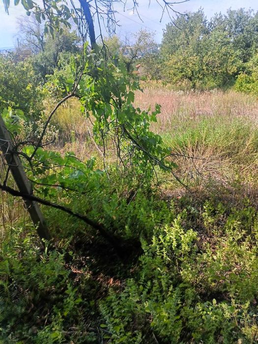 555-Продава се парцел в местността "Стражецки Лозя"!