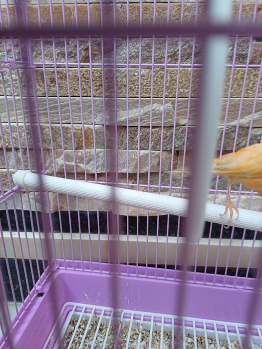 Конорейка сотилади