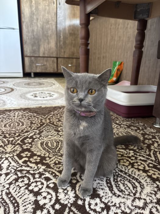 1 yarim oylik muwukcala oyisi bilan sotiladi