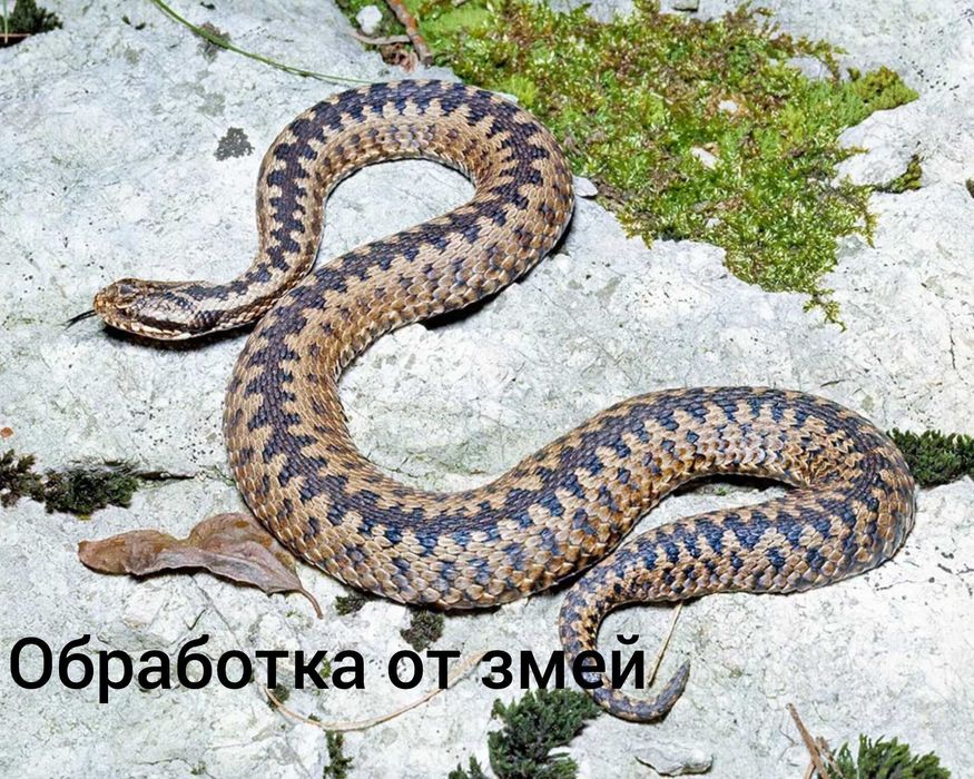 Ликвидация змей и грызунов