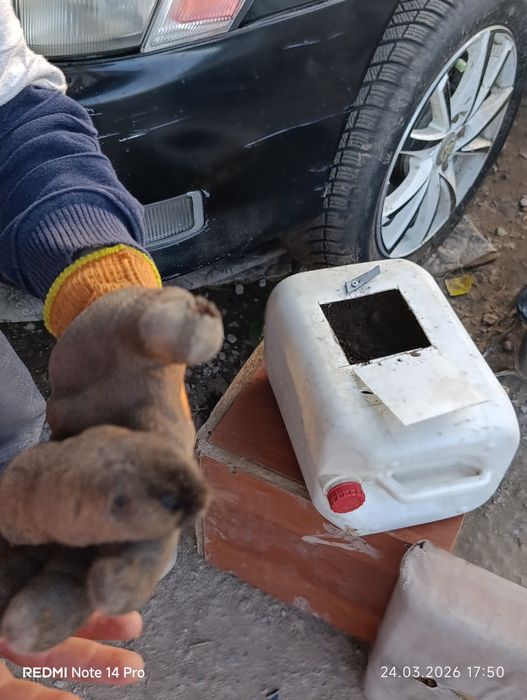 Прадаём бобра настоящего