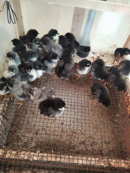 Vind pui de găină australop wiandotte ,GSG