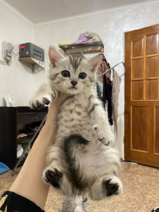 Шотланд скоттиш страйт,прямоухая девочка