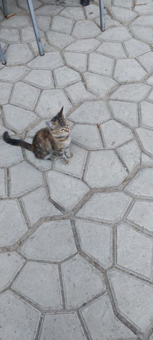 Отдам котёнка в хорошие руки