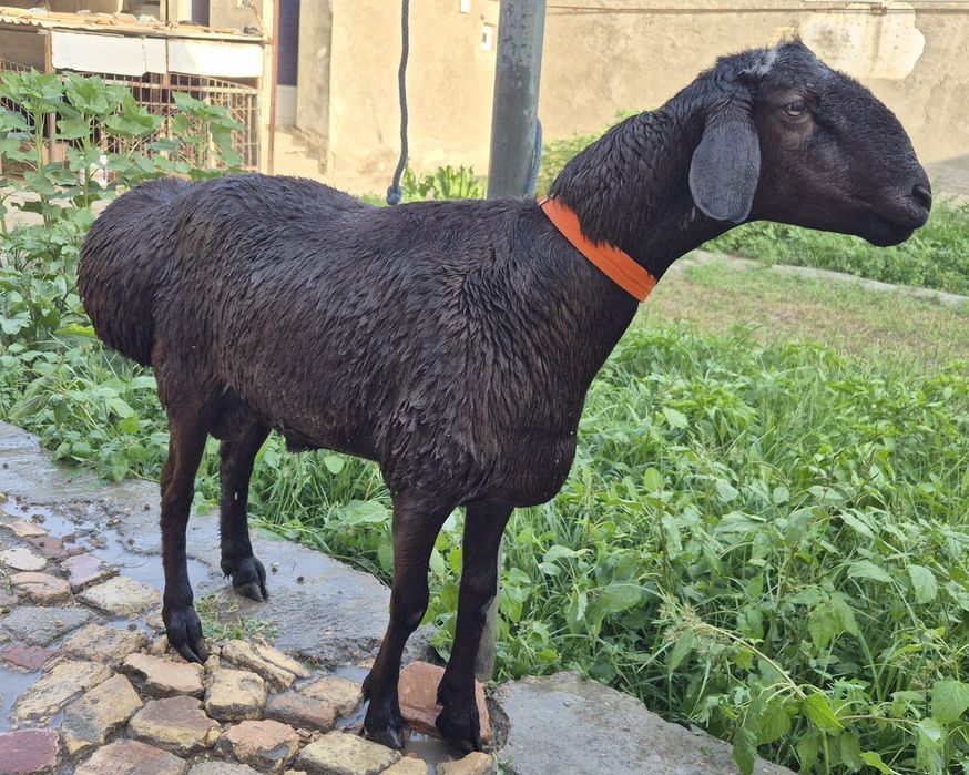 Qazoqi tagal sotiladi