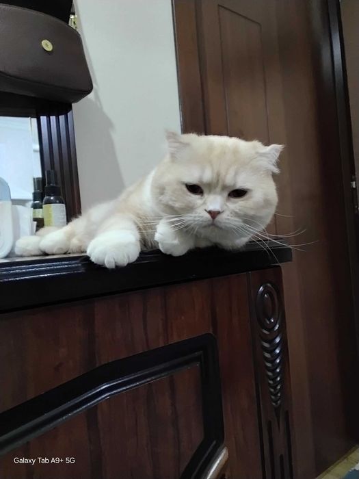 Красавец скоттиш фолд. Персик ищет своих новых хозяев.