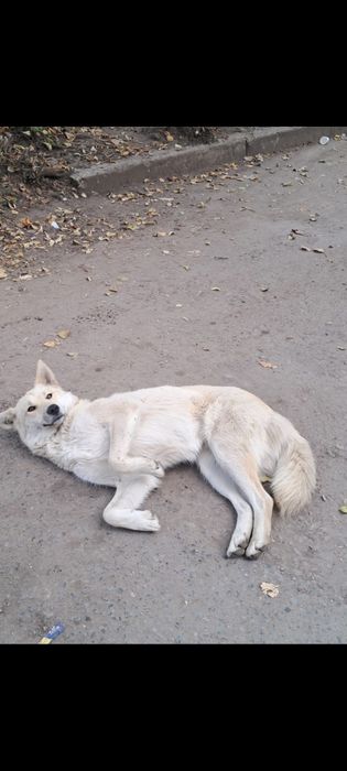 Отдам в добрые руки