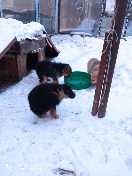 Щенки бесплатно 3 месяца