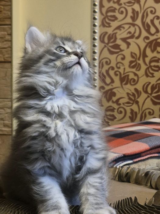 Сибирский мальчик