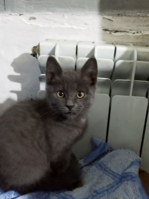котята ищут дом!!