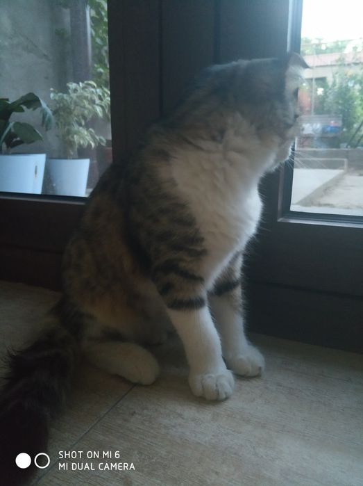 Кошка милая тихая, умная