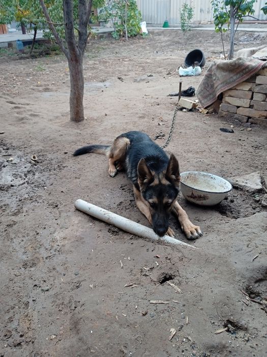 Овчарка щенок поом