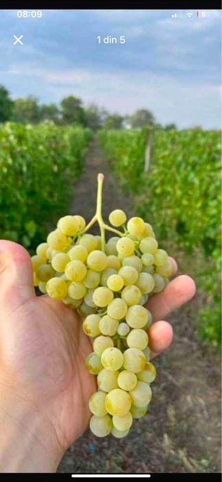 Vand Struguri de Vin