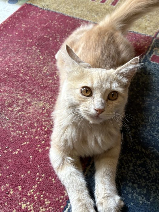 Рыжый котенок 3 месяца