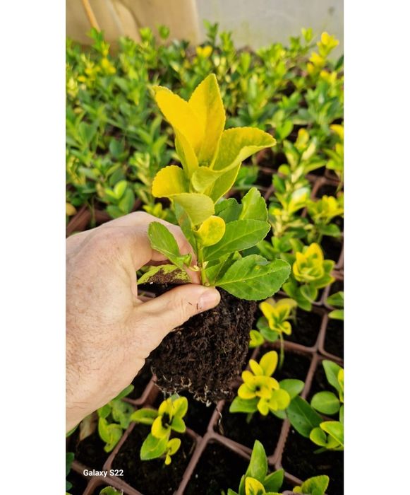 Butasi Euonymus emerald, Photinia red, Laur englezesc, Leylandi, rasad