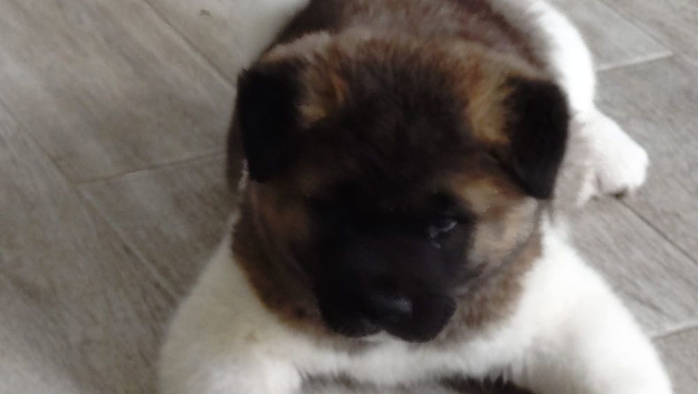 Mascul akita american cu pedigree