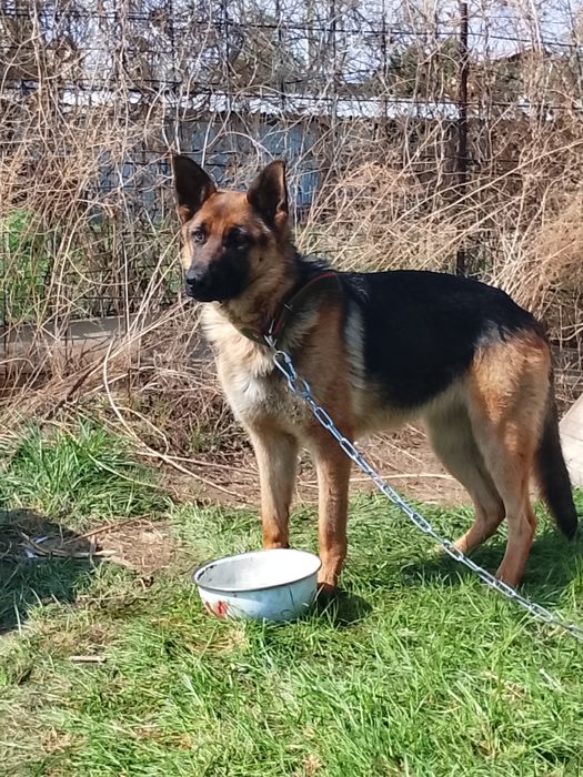 Немецкая овчарка