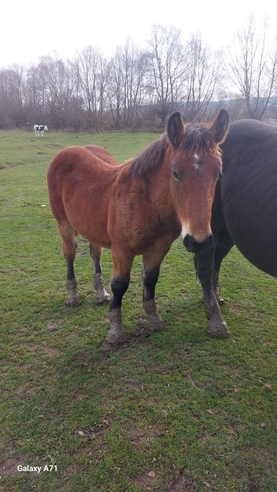 " Vând urgent 2 manzuții de 4 si 5 luni .mânzuta și mânz