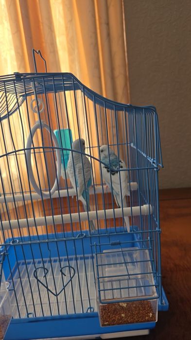 Папугай сатылады.